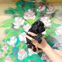 پودل نر|سگ|مشهد, باغون آباد|دیوار