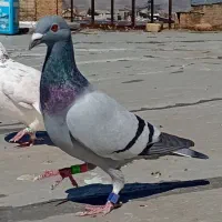 کبوترمسافتی