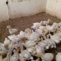 جوجه بوقلمون بیوتی گوشتی