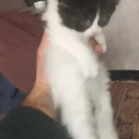 اسکاتیش خاص