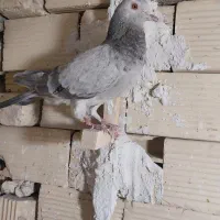کبوتر|پرنده|شیراز, جرسقان|دیوار