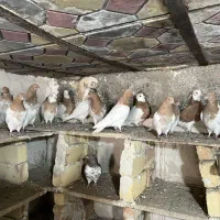 کبوتر طوقی وک کله زرد و گجل تک شان