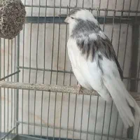 قناری گلستر|پرنده|تهران, مشیریه|دیوار