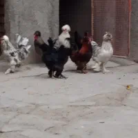 خروس با لغ جوان زینتی|پرنده|سلفچگان, |دیوار