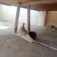 سور دم سفیدنر