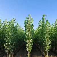 نهال صنوبر زمین شما را کـارخانه پول‌ساز می‌کند|خدمات باغبانی و درختکاری|سنندج, |دیوار