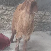 کهره ترکی مودار ذات ملکه