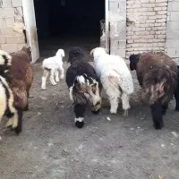 بره نر|حیوانات مزرعه|شیراز, زرهی|دیوار