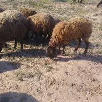 بره ماده کیلویی