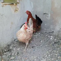 مرغ طلایی جوجه تزیینی  تخمگذار  خروس محلی درشت