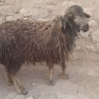 فروش...