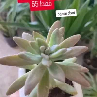 سانسوریا 75|گل و گیاه طبیعی|تربت‌حیدریه, قائم|دیوار