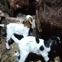 بز و بزغاله|حیوانات مزرعه|تیکمه داش, |دیوار