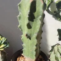 گل خونگی|گل و گیاه طبیعی|دهگلان, |دیوار