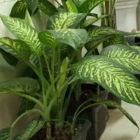 فروش ویژه گل و گیاه آپارتمانی|گل و گیاه طبیعی|طبس, |دیوار