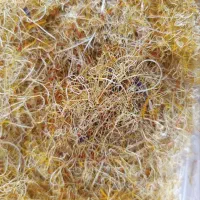 فروش زعفران از دست کشاورز|خوردنی و آشامیدنی|سرایان, |دیوار