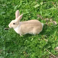 خرگوش بازیگوش