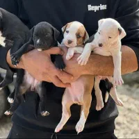 پیت بول نر و ماده دو ساله|سگ|اسالم, |دیوار