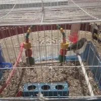 فروش ۳ جوفت قناری و سهر ۴ گل