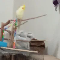 لوتینو نر دوساله|پرنده|فردیس, شهرک ناز|دیوار