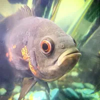 خدمات آبزیان زینتی