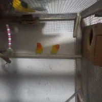 طوطی برزیلی|پرنده|قشلاق دشت, |دیوار