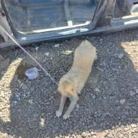 پیدا شدن سگ