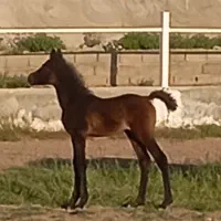 کره یک ماهه از رخش آقای صمدی