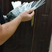 دمسفیدهمه مال یک بون|پرنده|اهواز, باغ شیخ|دیوار