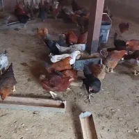 فروش مرغ تخمگذار و یک سگ ژرمن