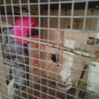 فنج دو جفت|پرنده|ارومیه, |دیوار