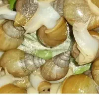 حلزون آچاتینا آلبینو