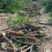 برش وهرس درخت در رامشیر