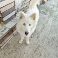 هاسکی نر ۷ ماهه