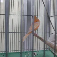 قناری پرتقالی سرخ