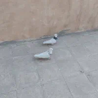 کبوترنروماده سیاه چادری وطوقی|پرنده|اسلام‌شهر, شهرک مهدیه|دیوار