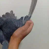 کبوتر|پرنده|نیشابور, شهرک اندیشه|دیوار