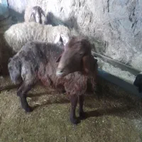 قوچ قرمز رسندار