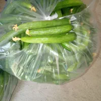خیار سبز باکیفیت
