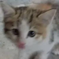گربه