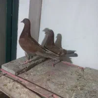 یک جفت مفلق و یک جفت نر و ماده