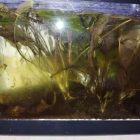 گیاه آکواریوم، کریپتون