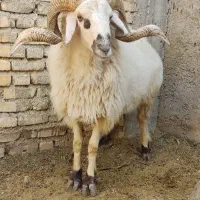 قوچ|حیوانات مزرعه|اقلید, |دیوار