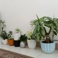 9گل قشنگ زیبایی|حراج|پیرانشهر, |دیوار