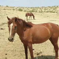 مادیان فروشی