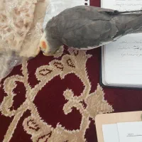 طوطی بازیگوش|پرنده|تربت جام, شهید غلام زاده|دیوار