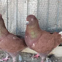 فروش فوریه یه جفت کفتر پرشی|پرنده|طبقده, |دیوار