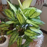 کود و گلدان هیدروپونیک|گل و گیاه طبیعی|هشتگرد, شهرک پامچال|دیوار