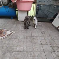 واگذاری دو توله سگ|سگ|محمدشهر, محمدشهر|دیوار