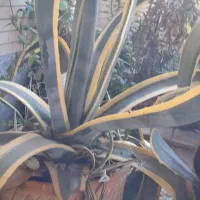 گل به همراه گلدان (آگاو، پاندانوس)|گل و گیاه طبیعی|اصفهان, جلالیه|دیوار